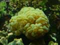 coraux-anemones-18.jpg
