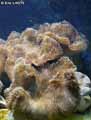 coraux-anemones-2.jpg