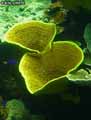 coraux-anemones-20.jpg
