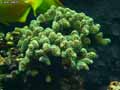 coraux-anemones-21.jpg
