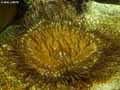 coraux-anemones-22.jpg