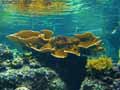coraux-anemones