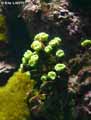 coraux-anemones-26.jpg