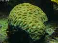 coraux-anemones-28.jpg