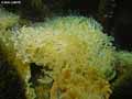 coraux-anemones-38.jpg
