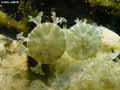 coraux-anemones-39.jpg