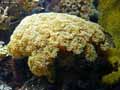 coraux-anemones-6.jpg