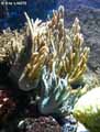 coraux-anemones-8.jpg