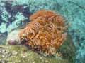 coraux-anemones.jpg