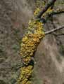 mousses-lichens-10.jpg