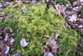 mousses-lichens-23.jpg