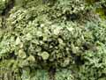 mousses-lichens-26.jpg