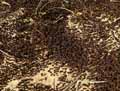 mousses-lichens-3.jpg
