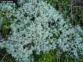 mousses-lichens-30.jpg