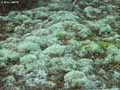 mousses-lichens-31.jpg