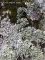 mousses-lichens-32.jpg