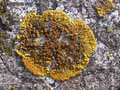 mousses-lichens-33.jpg