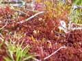 mousses-lichens
