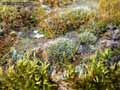 mousses-lichens-42.jpg