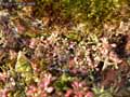 mousses-lichens-44.jpg