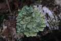 mousses-lichens-48.jpg