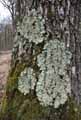 mousses-lichens-49.jpg