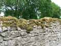 mousses-lichens-5.jpg