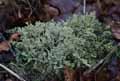 mousses-lichens-50.jpg