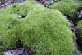 mousses-lichens-51.jpg