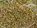 mousses-lichens-8.jpg