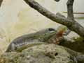 reptiles-amphibiens-36.jpg