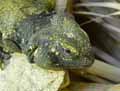 reptiles-amphibiens-59.jpg