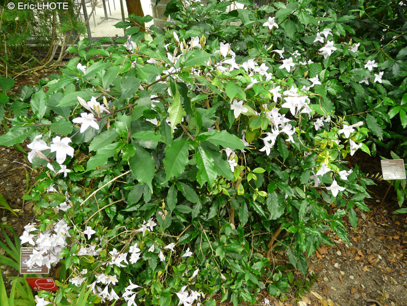 Acanthaceae - Mackaya bella - Mackaya