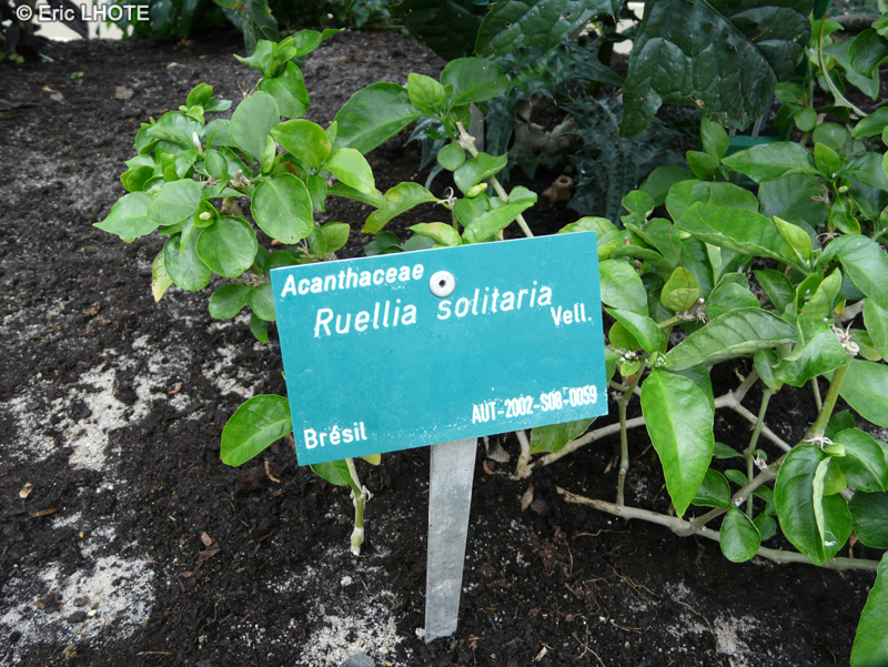 Acanthaceae - Ruellia solitaria - Ruélie solitaire