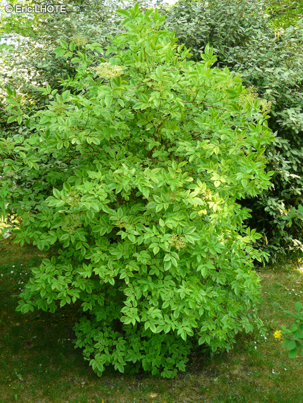 Adoxaceae - Sambucus nigra Marmonata - Sureau noir à feuilles découpées