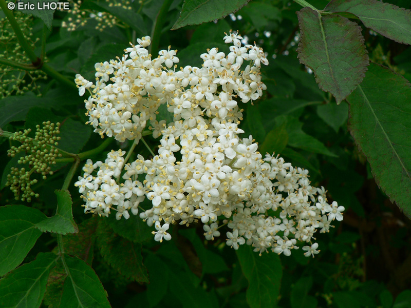 Adoxaceae - Sambucus nigra - Sureau noir