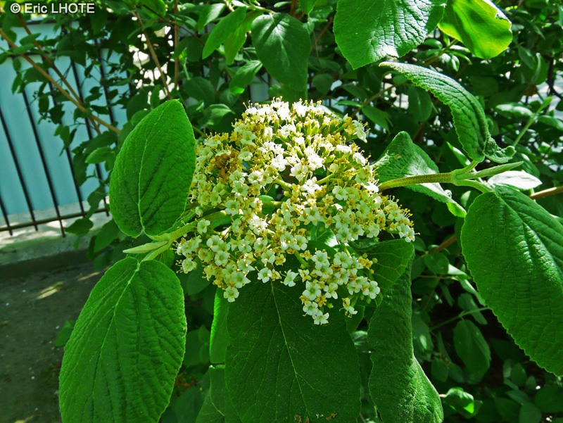 Adoxaceae - Viburnum bitchiuense - Viorne Bitchiu
