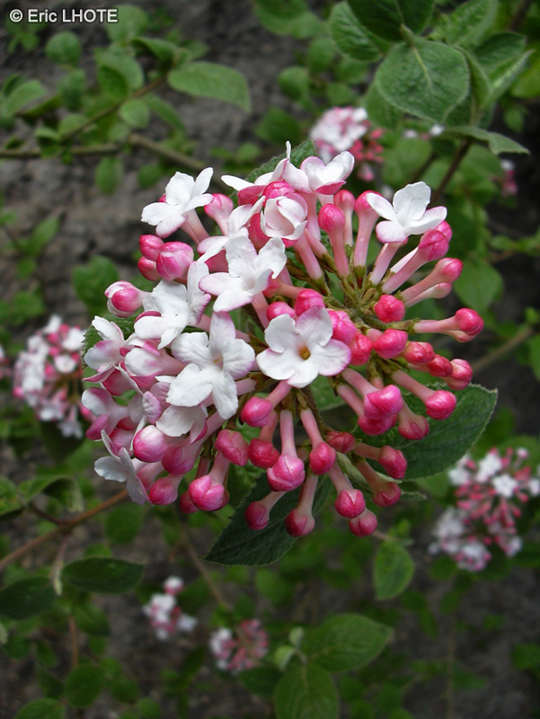 Adoxaceae - Viburnum carlesii - Viorne de Carles, Viorne de Corée, Korean spice Viburnum