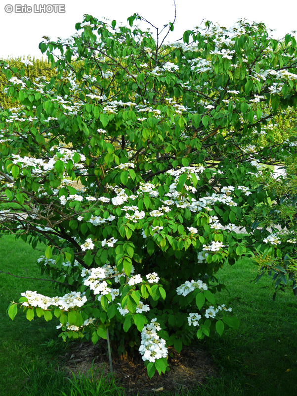 Adoxaceae - Viburnum plicatum - Viorne à plateaux