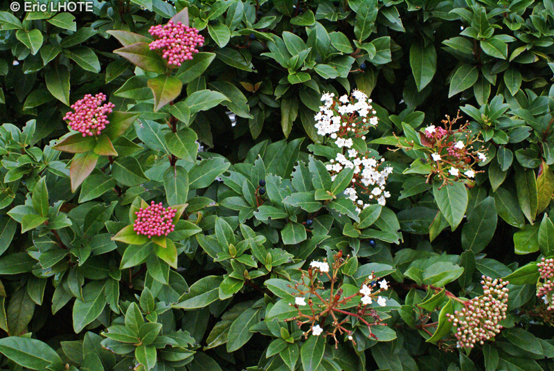 Adoxaceae - Viburnum tinus - Laurier tin, Viorne tin