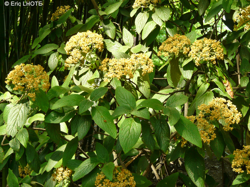 Adoxaceae - Viburnum x rhytidophylloides - Viorne à feuilles ridées