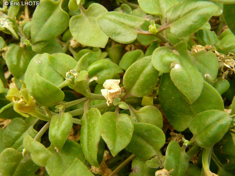 Aizoaceae - Aptenia cordifolia - Apténia à feuilles en coeur