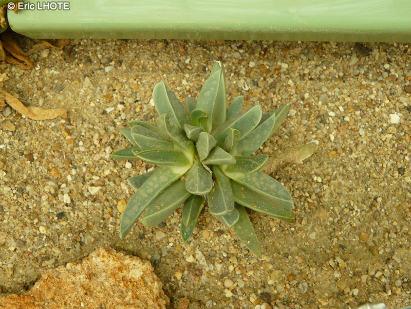 Aizoaceae - Rhombophyllum dolabriforme - Elkhorns