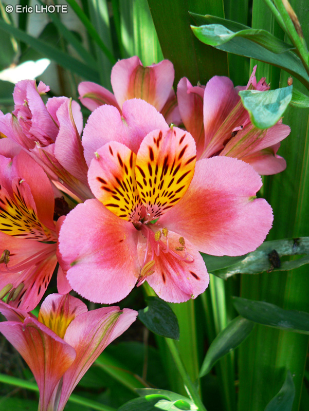 Alstroemeriaceae - Alstroemeria aurantiaca - Alstromère, Lis des Incas, Lis du Pérou