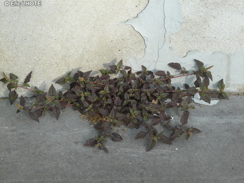Amaranthaceae - Amaranthus deflexus - Amarante étalée