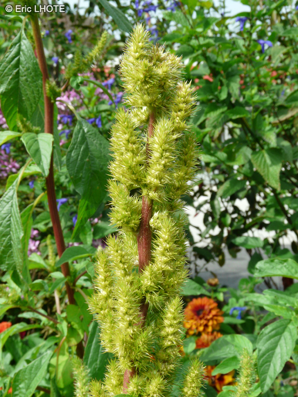  - Amaranthus hybridus - 