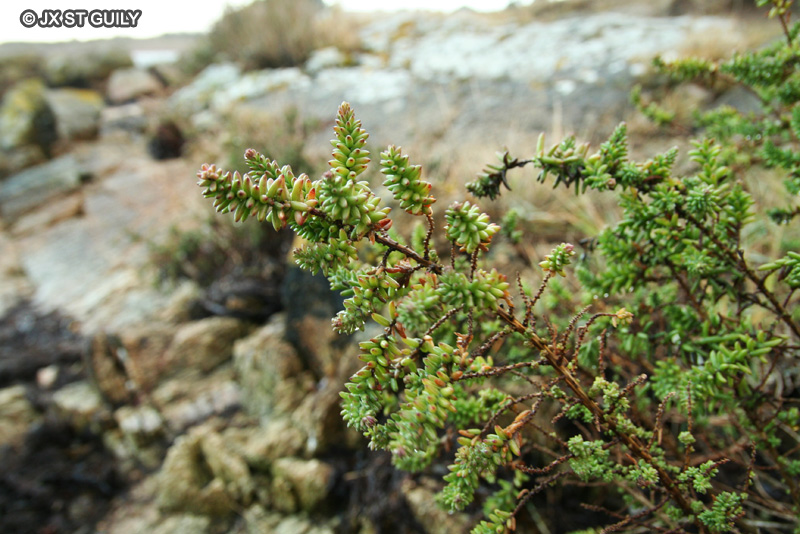 Amaranthaceae - Suaeda vera - Soude ligneuse, Soude arbustive, Suéda fruticuleux