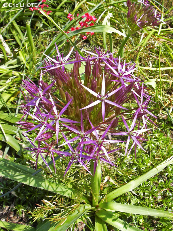 Amaryllidaceae - Allium christophii - Ail d’ornement