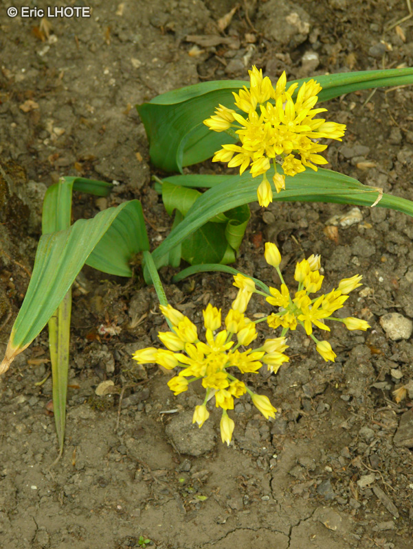 Amaryllidaceae - Allium moly - Ail doré, Ail d’Espagne