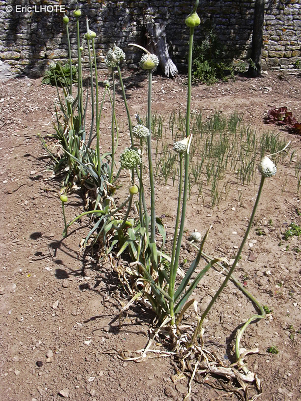 Amaryllidaceae - Allium polyanthum - Poireau de vigne, Poireau sauvage